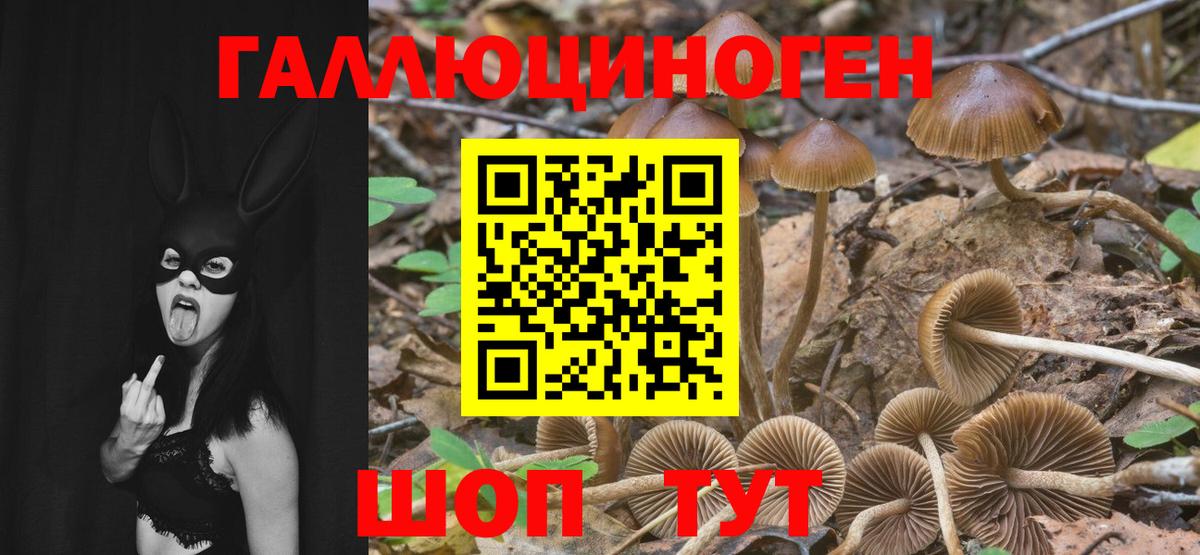 Южноуральск  продажа наркотиков  Вход с VPN  Галлюциногенные грибы Psilocybine cubensis 