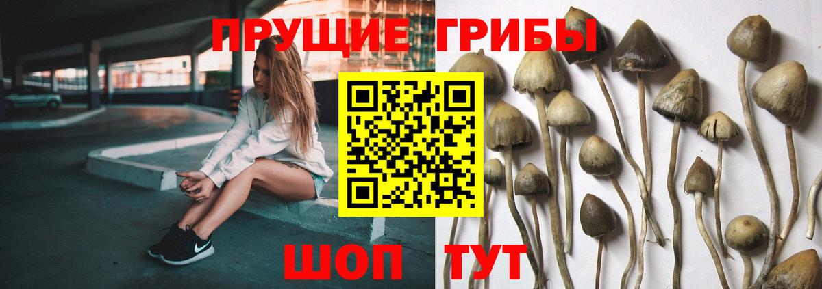 Псилоцибиновые грибы Psilocybe Южноуральск